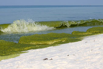 algae-in-gulf-of-mexico