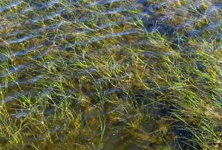 bay-grasses