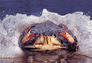 blue-crab