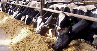 cows