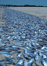 narragansett-bay-menhaden-kill-ardito